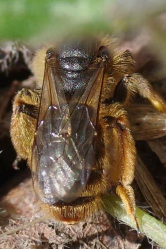 Réf. 277 978 : Andrena sp.